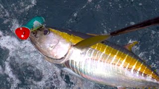 Yellowfin Tuna Catch amp Cook  Offshore Kayak Fishing  Panama  Field Trips with Robert Field [upl. by Tate273]