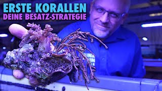 Welche KORALLEN passen zusammen Besatzstrategien für ANFÄNGER und PROFIS [upl. by Nivled334]