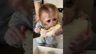 monkey cute animals baby [upl. by Keriann]