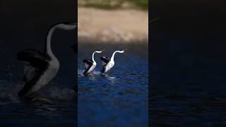 grebes walk on the water hehe waterbird Birds lake animalbire shorts youtubeshorts [upl. by Chapa76]