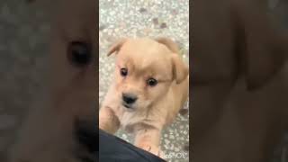 viralvideo puppy dog poppy shorts shoertvideo [upl. by Hapte]