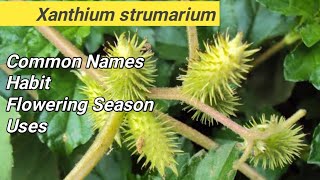 Xanthium strumarium  LOCAL NAME  FLOWERING SEASON  USES  HABIT [upl. by Anytsyrk]