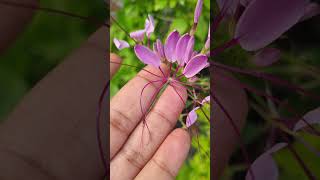 Cleome spinosa  summer flowering plant trending gardenflowerplants garden gardening plants [upl. by Lled]