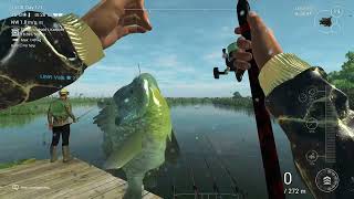 Trophy Redear Sunfish  Spot Nr 2  Fishing Planet  Everglades  USA [upl. by Lahcim]