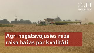 Agri nogatavojusies raža raisa bažas par kvalitāti [upl. by Noyad]