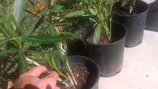 Oleander Shrub Cuttings Grew Roots [upl. by Jac]