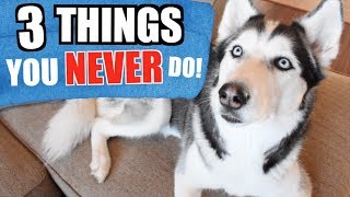 3 Things You Should NEVER Do To A Siberian Husky SAFETY TIPS [upl. by Ahsaret725]