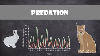 Predation  Animal Behaviour [upl. by Anaujd]