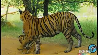 Tigres de Bengala India [upl. by Annaet]