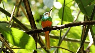 Bird Sounds Rufoustailed Jacamar Call [upl. by Knah]