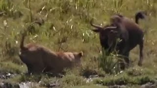 Lioness Hunting Wildebeest  Big Cat Diary  BBC Studios [upl. by Giffie]