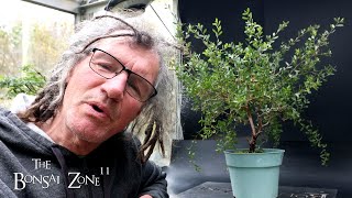 Working on My Coastal Tea Tree The Bonsai Zone Oct 2024 [upl. by Deryl]