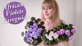 African Violet Care Guide  Best Tips For Beginners [upl. by Tatiana]