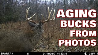 Aging Whitetail Bucks from photos [upl. by Enneiluj]