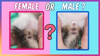 How To Tell A Difference Between Male And Female Kittens❓ [upl. by Allyson]