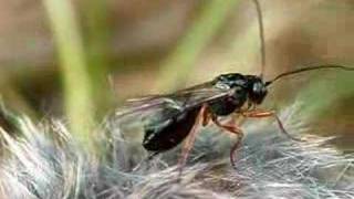 Parasite wasp Braconidae [upl. by Sivla]