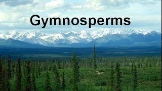 Gymnosperms and Conifers honors updated [upl. by Acired]