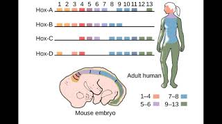 Homeo Box Genes [upl. by Tahmosh]