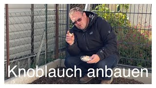 Knoblauch selbst anbauen [upl. by Medlin]