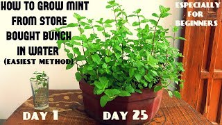 Easiest Method for Beginners to Grow Mint From Cuttings With Updates [upl. by Anait448]