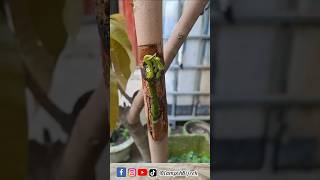 satisfying tanamanmangga plants manggis gardening nature garden shorts [upl. by Amalea]