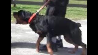 Aggressive Rottweiler  Part 2  completely out of control and Extremely Dangerous [upl. by Waldo]