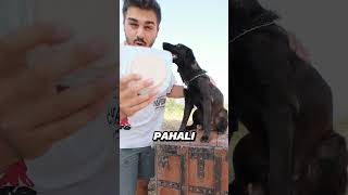 Ucuz vs Pahalı Salam Testi köpeğimle [upl. by Nadnarb34]