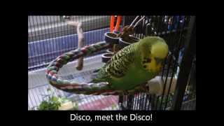 Disco the Parakeet Kissed a Cheeseburger [upl. by Llamaj]