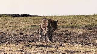 Female leopardess hading back to her impala kill [upl. by Kalmick]