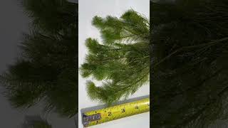 MYRIOPHYLLUM SCABRATUM EASY FLUFFY PLANT for sale [upl. by Anneh]