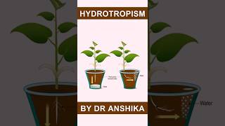 Hydrotropism Explained  How Plants Respond to Water  Plant Tropic Movements [upl. by Vonny97]