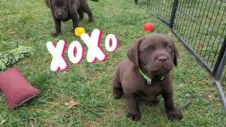 Adorable Labrador Puppies Play and Explore Togetherquot 🐾🐶 [upl. by Yelrehs]