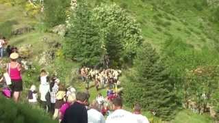 Transhumance cévenole Mélange des troupeaux au Col de lAsclier Troupeau de Massevaques [upl. by Harmaning]