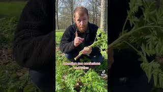 Le cerfeuil des bois Anthriscus sylvestris un vrai délice  On a d’autres vidéos sur lui [upl. by Aytak]