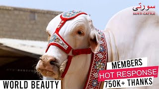 Taj Mahal I Surti Cattle Farm I White Beauty I Farming Bulls I Check Out I Nukhra I Parrot Studio [upl. by Quintin]