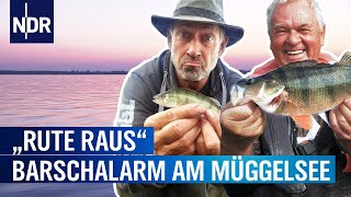 Barschalarm am Müggelsee  Rute raus der Spaß beginnt  NDR [upl. by Strait]