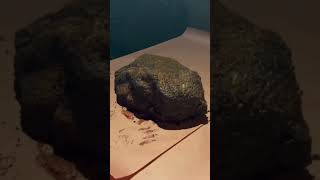 How to Smoke the Best Brisket shorts bbqlovers brisket [upl. by Erasmo]