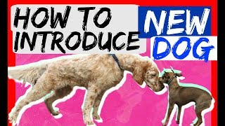 How to bring a new dog to your dog at home  Dog Training with Americas Canine Educator [upl. by Llesirg]