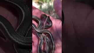 California garter snake snake animals [upl. by Hanson]