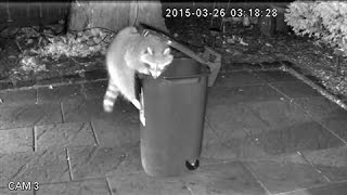 RaccoonProof Trash Cans in Toronto [upl. by Tabbitha779]