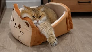 The new ToastyCat Bread Bed is here [upl. by Adyam588]