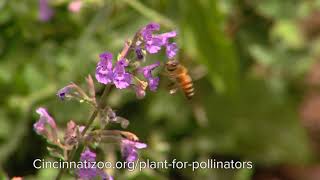 Why You Should Start a Pollinator Garden  Cincinnati Zoo [upl. by Kowal]